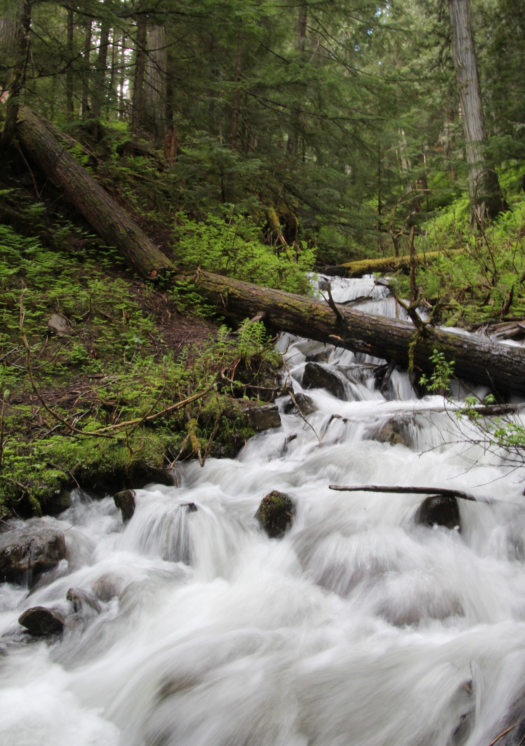 Rushing creek in the ancient forest