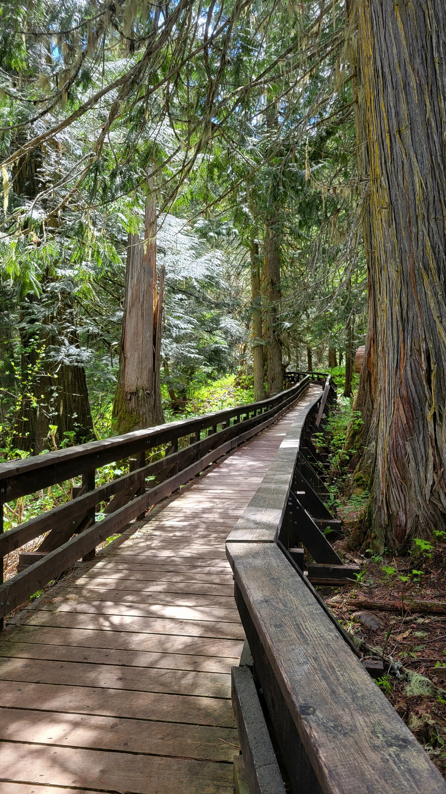 Boardwalk through the ancient forest