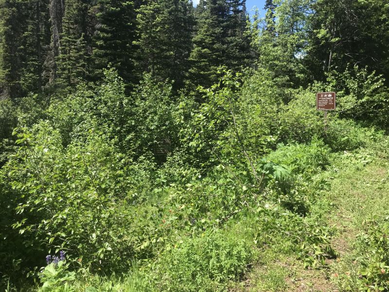 Cronin and Higgins trails intersection